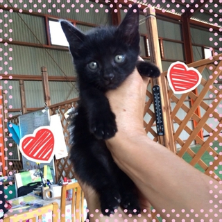 とってもかわいい黒猫♪小夏くん