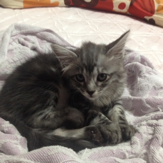 里親募集！！　動画あり