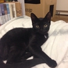 美形黒猫 ビビさん サムネイル5