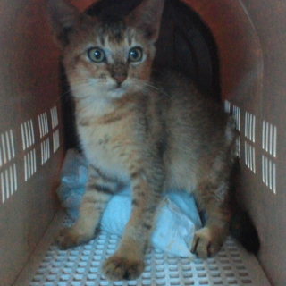 かわいい無邪気な子猫ちゃんの里親さん募集。