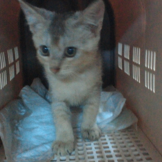 可愛く無邪気な子猫の里親募集。