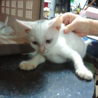 可愛いい子猫の里親さん募集。