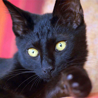 明るくてフレンドリーな黒猫d(=^‥^=)b 