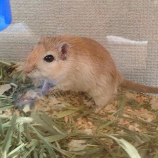 砂ネズミ里親募集します