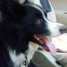 ボーダーコリー♀推定3歳ローズ♡ご家族様決定！ サムネイル4