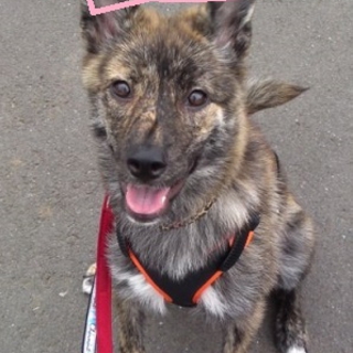 お見合い予定あり 甲斐犬 埼玉県 犬の里親募集 449 ペットのおうち 月間利用者150万人 お見合い予定あり 甲斐犬 埼玉県 犬の里親募集 449 ペットのおうち 月間利用者150万人