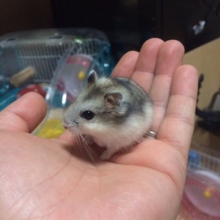 ブルーサファイア　パール　里親募集