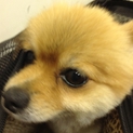 本当に可愛いポメラニアン