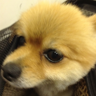本当に可愛いポメラニアン