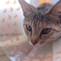 キジトラ＆茶トラ猫親子の里親さん、募集中