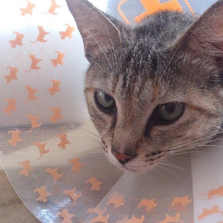 キジトラ＆茶トラ猫親子の里親さん、募集中