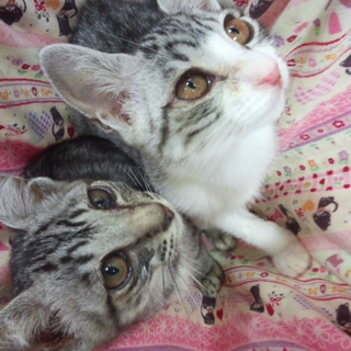 【代理投稿】仲良し兄弟仔猫、里親さん募集中！