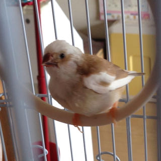 キンカチョウ若鳥里親募集
