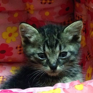 猫飼い初心者にもオススメのキジトラ♀