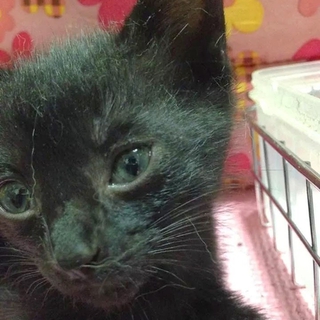 とっても飼いやすい黒猫♀