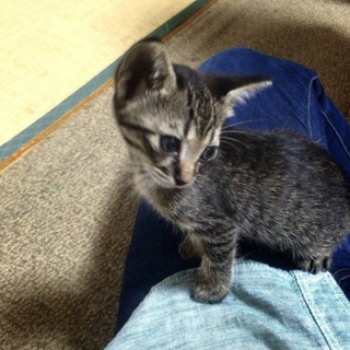 生後１ヶ月位のサバトラちゃんです。