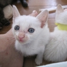 小柄で人なつこいシャム系ミックス　みきちゃん サムネイル2