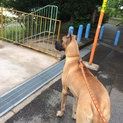 里親募集です