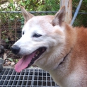 緊急！8月26日期限！柴犬シニア