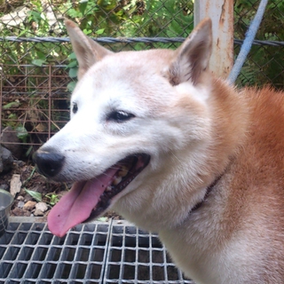 緊急！8月26日期限！柴犬シニア