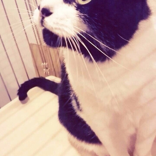 人懐っこくおとなしい男の子 里親募集