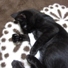 【急募】子猫の里親さんを探しています！ サムネイル5