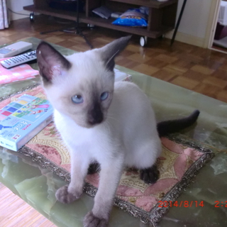 ★シャム猫男の子2か月半★