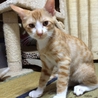ごろごろ全開☆茶トラほたてくん サムネイル4