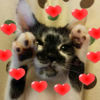 ハンデがある子猫のオレオ☆動画あり