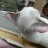 ブルーアイ＆短尾。激甘えた扶桑くん サムネイル4