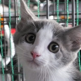 淡いグレーのはちわれ。鳴門くん