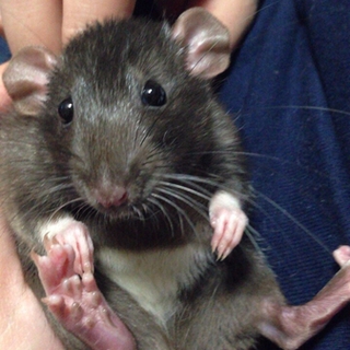 ラットの里親募集