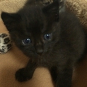 丸顔、可愛い黒猫