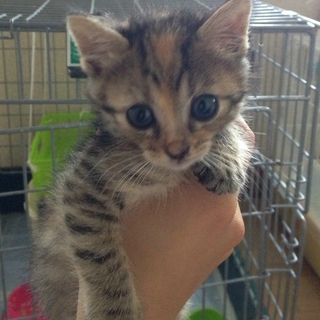 可愛い子猫