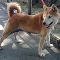 長野県飯田保健所で9月１０日まで犬里親募集