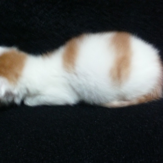 甘えたの子猫ちゃんです！   