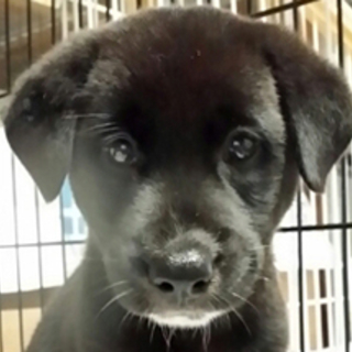 1.5か月の黒い可愛い子犬(男の子）