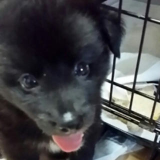 1か月の可愛い黒い子犬(女の子）
