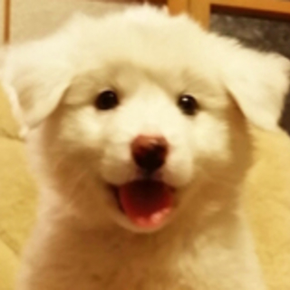 生後3週間のふわふわで真っ白な子犬(男の子）