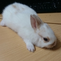 子ウサギ里親様募集