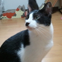ロングステイのアスリート♂ライアンくん