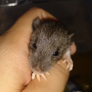 可愛がってくれる方に譲ります☆