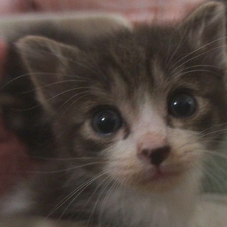 神奈川県　茶色でカールの男の子　約１ヶ月