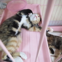 お申込み入り募集停止します　三毛猫ミッケちゃん
