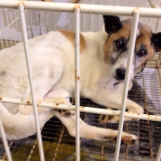 負傷犬。白茶mixの男の子