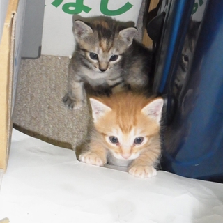 七月に生まれた子猫2匹の里親募集します(茶ドラ)