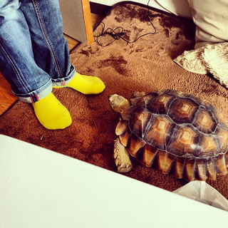 ケヅメリクガメ里親募集