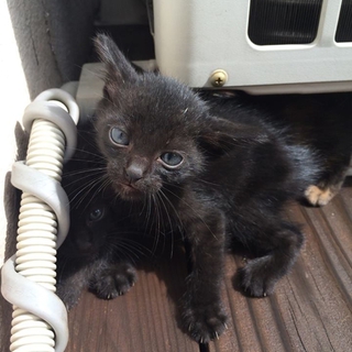 生後1か月程度の子猫の里親募集