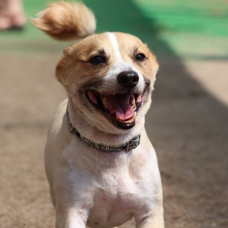 被災地からの保護犬　コーギーくん
