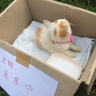 名前はまだにゃい